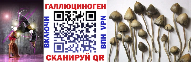 хочу   Туймазы  сайты даркнета как зайти  Псилоцибиновые грибы Psilocybine cubensis 